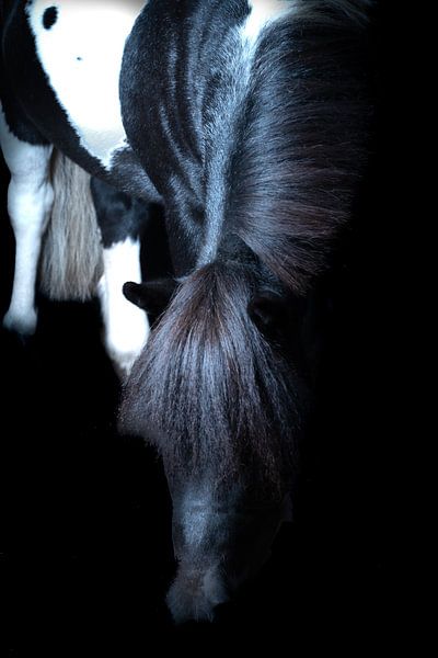 horses and ponies by Maaike Krimpenfort