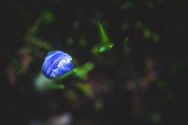 Crocus with beautiful blue colors on a dark background. by Fotografiecor .nl