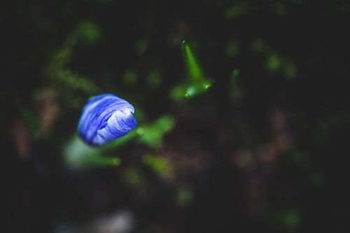 Crocus with beautiful blue colors on a dark background.