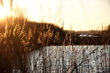 Zonsondergang door riet