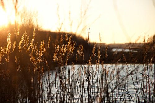 Zonsondergang door riet
