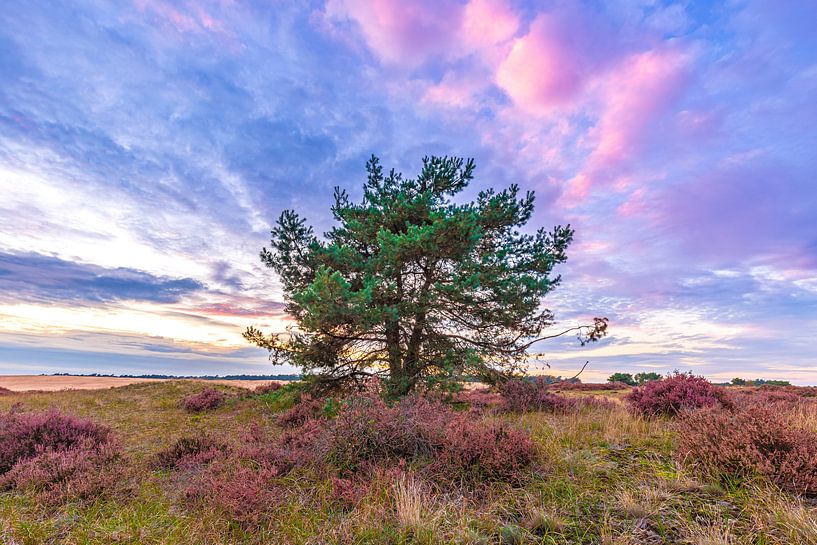 The heather in bloom by Sander Meertins