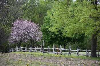 Jardins communaux au printemps