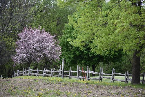 Gemeenschappelijke tuinen in het voorjaar