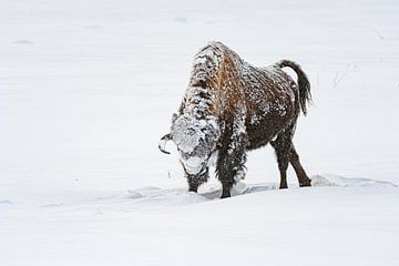 Bison im Schnee von Dick Hoogenboom