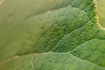 green leaf vein | fine art nature photo