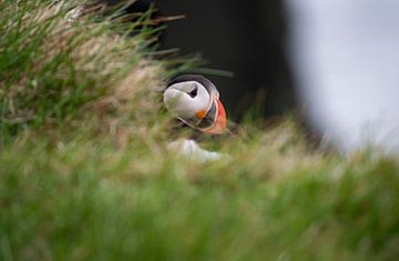 Papegaaiduiker verstopt achter het gras in IJsland van Bianca Fortuin