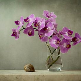 Schilderachtige orchidee