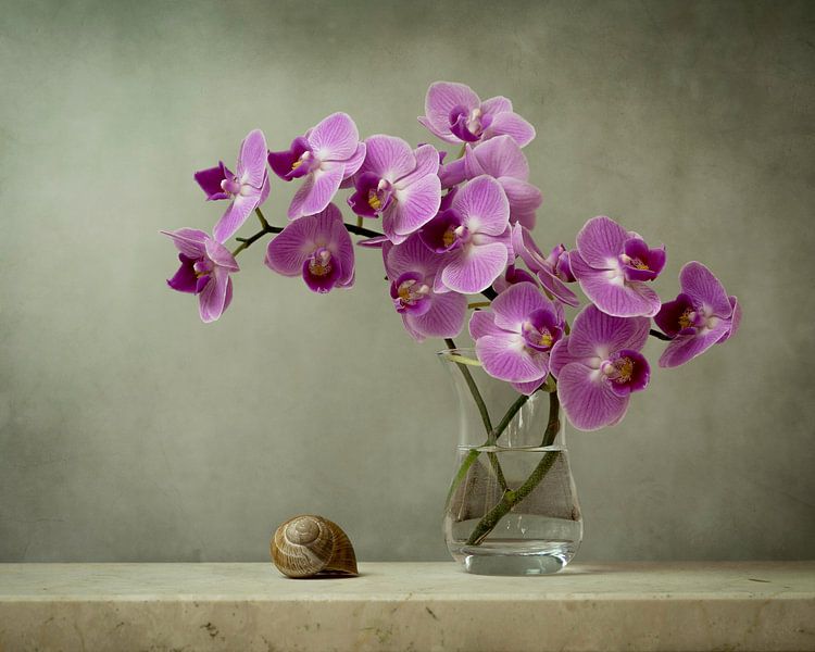 Pittoreske Orchidee von Joske Kempink