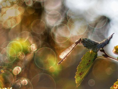 Zwerglibelle an einem Sommertag, kurz vor der goldenen Stunde, aber man kann schon sehen, wie die warmen Farben zunehmen. von Femke Bos