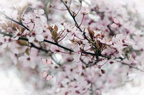 Papillons de fleurs roses sur Ellinor Creation