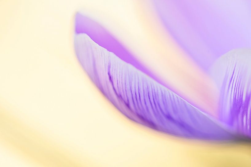 L'élégance du violet par Hilde Remerie Photographie et art numérique