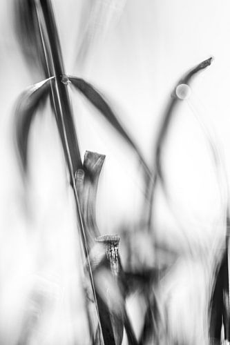 Gras mit Tautropfen in Schwarz-weiß