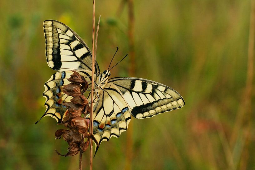 Old World swallowtail by Peter Karels