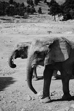 Elefantenpaar von Studio Seeker