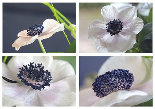 4 times Anemone