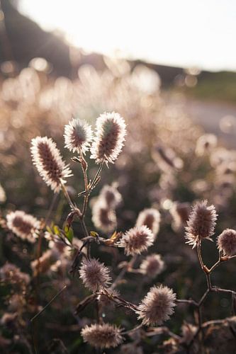 Abendlicht von Linda Benjamins