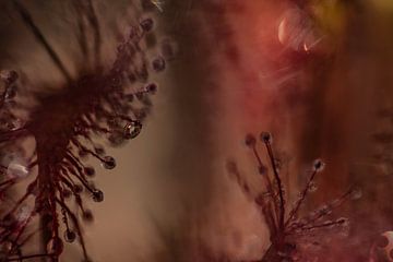 Sundew | Pink and Red | Artistic Nature Photo