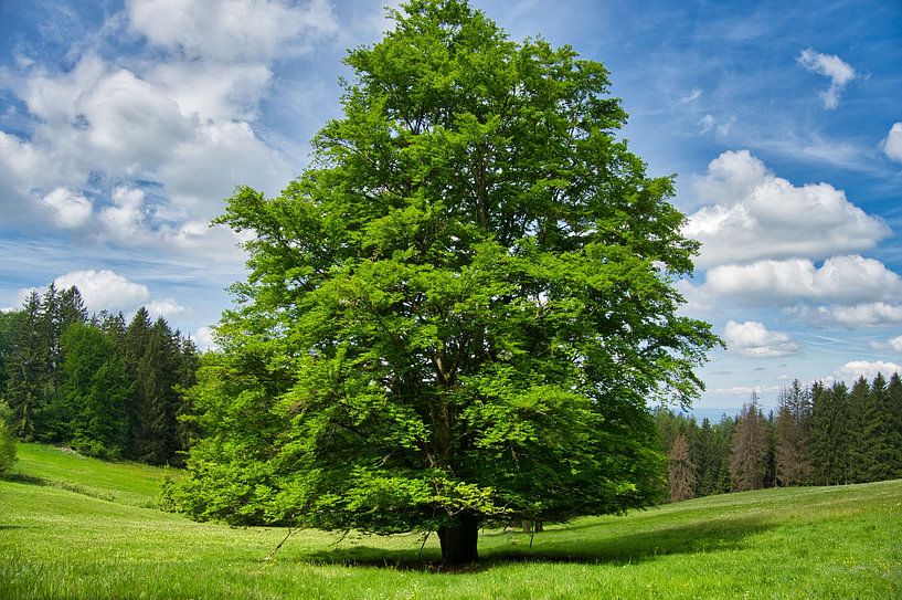 Wunderscöne Eich in thüringen von Tanja Voigt
