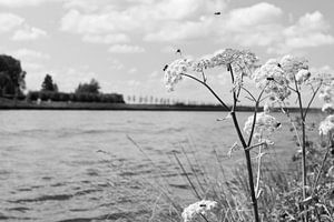 Bienen auf Kuh-Petersilie an einem Kanal