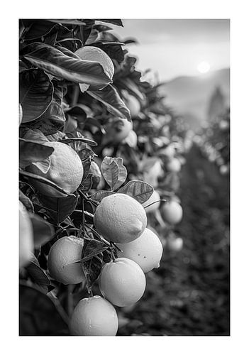 Lemon grove in the twilight with setting sun