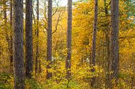 Bomen in de herfst van Margreet Frowijn thumbnail