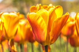 Gouden tulpen von Stedom Fotografie
