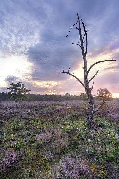 Sunrise in the Lüneburg Heath by Marc-Sven Kirsch