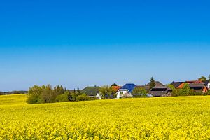 Blühendes Rapsfeld und Bäume im Frühling bei Sildemow