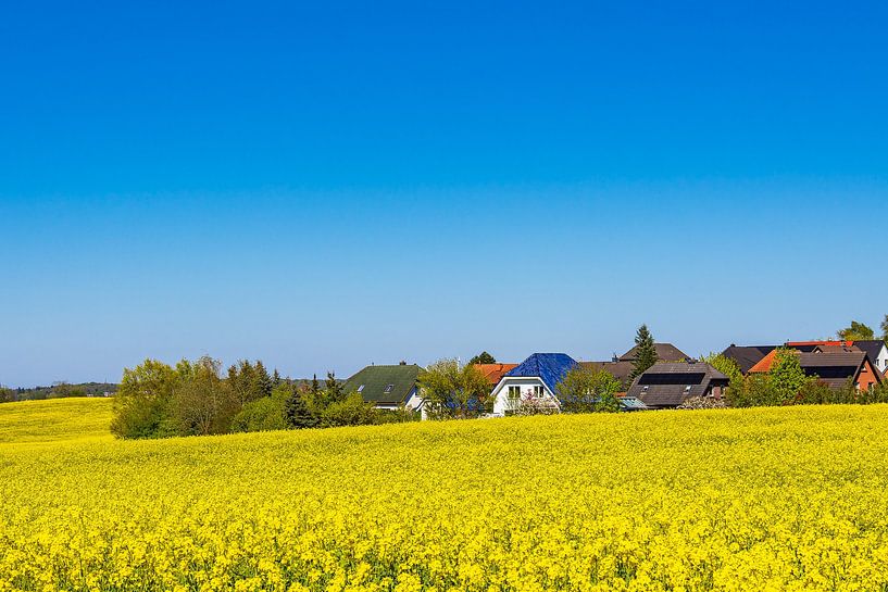 Rape field in blossom and trees in spring near Sildemow by Rico Ködder