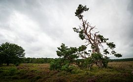 Waaiboom Drenthe van Johan Vet