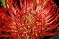 Red flower
