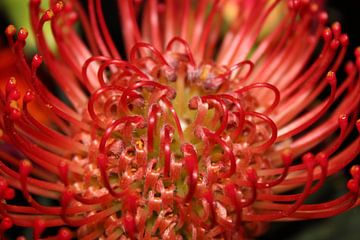 Rood oranje bloem, Speldenkussen Protea van Mischa Verhoeven