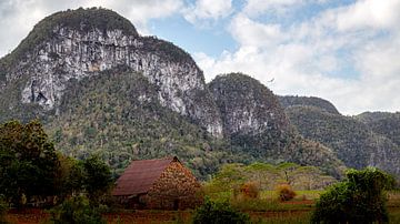 Viñales is een gemeente in de Cubaanse provincie Pinar del Río. van René Holtslag