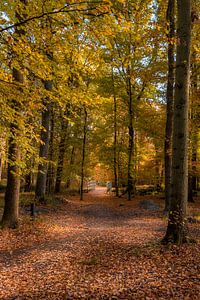Sentier forestier en automne avec pont