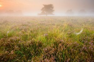 Mistige zonsopkomst van Mark van der Walle