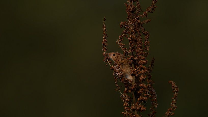 Mice by Anne Marije Hoekstra