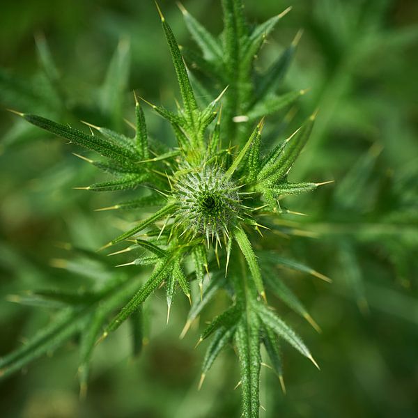 It is green and ... by Eric Fotografie