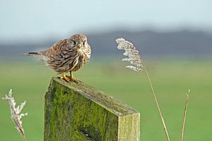 torenvalk  op een paal in de polder van Petra Vastenburg