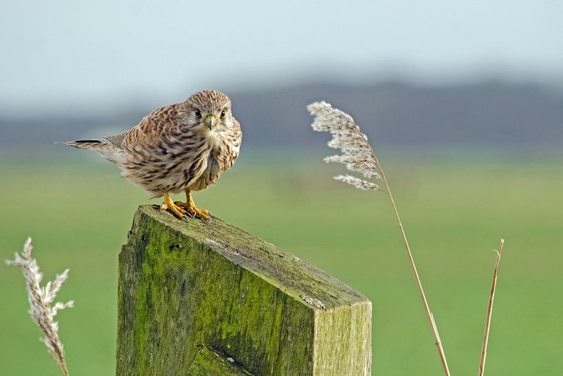 kestrel on a pole in the polder by Petra Vastenburg