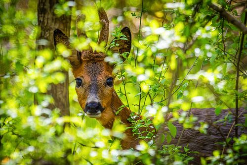 Ree im Gebüsch von Teus Oosterwijk