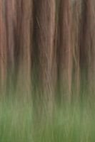 Weiche Formen des Waldes
