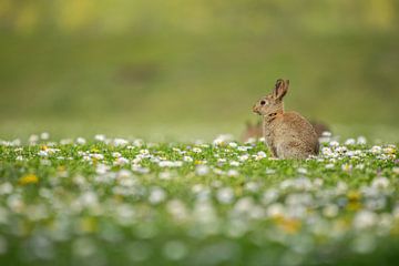 Lapins de garenne dans un champ de fleurs sur Elles Rijsdijk