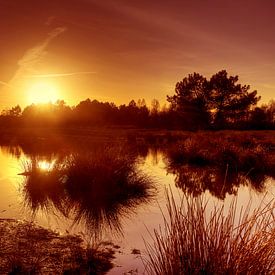 The Loonse and Drunense dunes by Diana van Geel