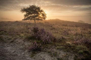 Matinée sur l'Archemerberg sur Douwe Schut