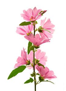 Lavatera