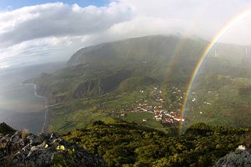 FLORES A DISTANCE  sur Sybrand Treffers