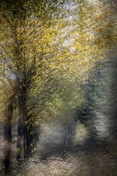 Waldmärchen von natascha verbij