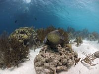 French Angelfish