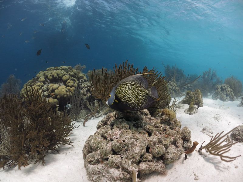 French Angelfish von Ruud Cloosterman